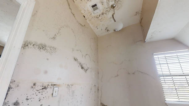 Mold Documentation for Insurance Claims in Silver Lake, FL