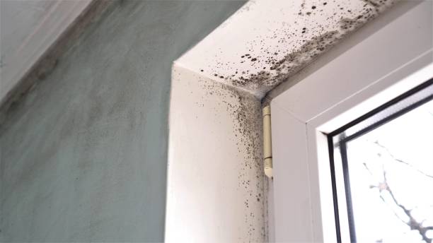 Trusted Silver Lake, FL Mold Removal Experts