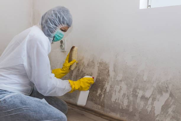 Best Mold Remediation for Healthcare Facilities  in Silver Lake, FL