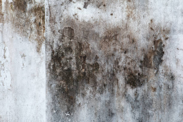 Best Biohazard Mold Removal  in Silver Lake, FL