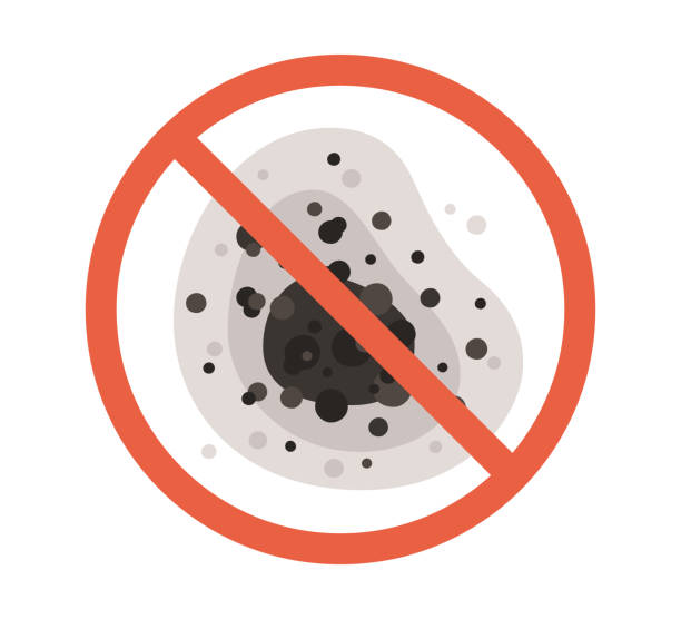 Best Mold Damage Restoration  in Silver Lake, FL