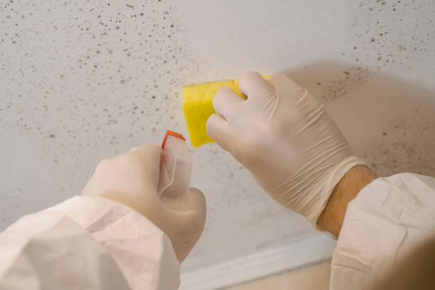 Best Emergency Mold Remediation  in Silver Lake, FL