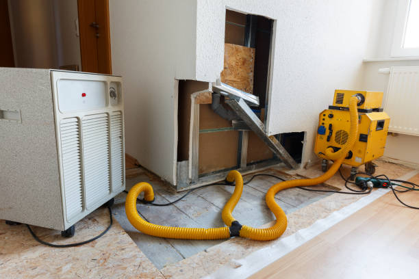 Best Basement Mold Removal  in Silver Lake, FL