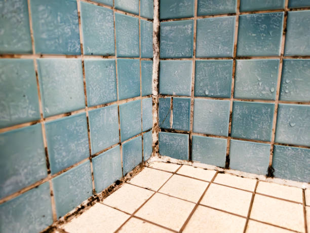 Best Environmental Consulting for Mold Prevention  in Silver Lake, FL