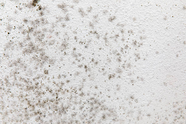 Best Forensic Mold Investigation  in Silver Lake, FL