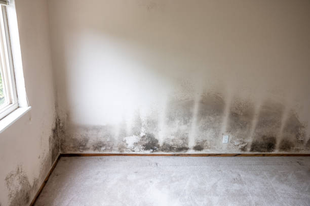 Mold Documentation for Insurance Claims in Silver Lake, FL