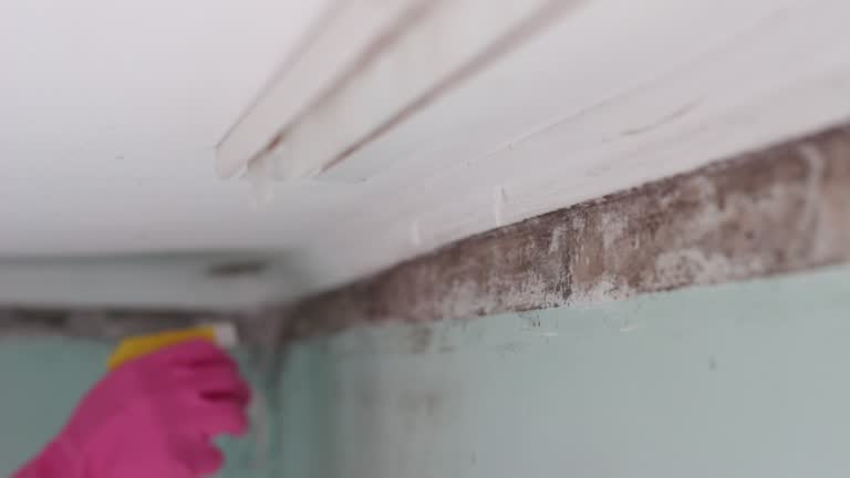 Best Air Quality Testing for Mold Spores  in Silver Lake, FL